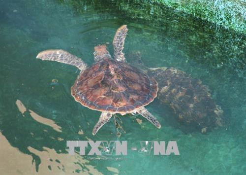 Khu vực cứu hộ, bảo tồn rùa biển tại Vườn quốc gia Núi Chúa. Ảnh: Nguyễn Thành – TTXVN Khu vực cứu hộ, bảo tồn rùa biển tại Vườn quốc gia Núi Chúa. Ảnh: Nguyễn Thành – TTXVN