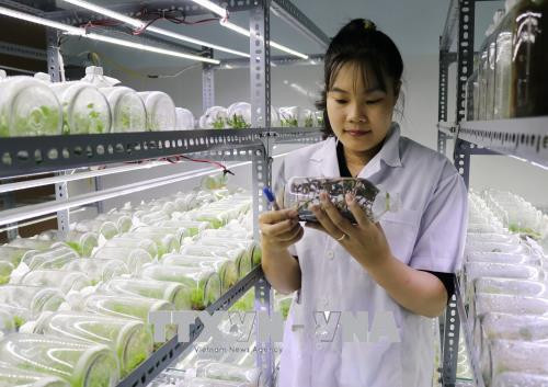 Khu vực nuôi cấy mô để bảo tồn các loài lan rừng quý hiếm, đặc hữu tại Vườn quốc gia Núi Chúa. Ảnh: Nguyễn Thành – TTXVN Khu vực nuôi cấy mô để bảo tồn các loài lan rừng quý hiếm, đặc hữu tại Vườn quốc gia Núi Chúa. Ảnh: Nguyễn Thành – TTXVN