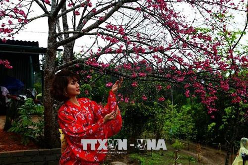 Hoa anh đào khoe sắc giữa lòng hồ Pá Khoang. Ảnh: Anh Tuấn - TTXVN Hoa anh đào khoe sắc giữa lòng hồ Pá Khoang. Ảnh: Anh Tuấn - TTXVN