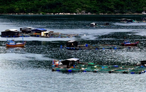 Nhiều lồng bè nuôi thủy sản trái phép tại Vũng Rô. Nhiều lồng bè nuôi thủy sản trái phép tại Vũng Rô.