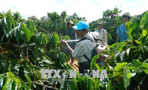 Máy hái cà phê của ông Đỗ Đức Quang tiết kiệm rất nhiều công sức cho người lao động. Ảnh: Hoài Nam - TTXVN Máy hái cà phê của ông Đỗ Đức Quang tiết kiệm rất nhiều công sức cho người lao động. Ảnh: Hoài Nam - TTXVN