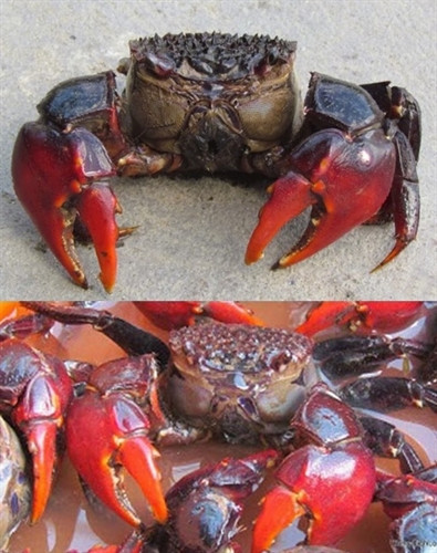 Món ngon từ chù ụ Ba Động ảnh 1 Món ngon từ chù ụ Ba Động ảnh 1