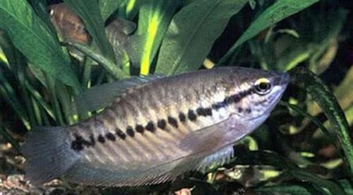 Loài cá sặc rằn là một món ăn và cũng là một loài cá cảnh thông dụng. Ảnh: tomvang.com Loài cá sặc rằn là một món ăn và cũng là một loài cá cảnh thông dụng. Ảnh: tomvang.com