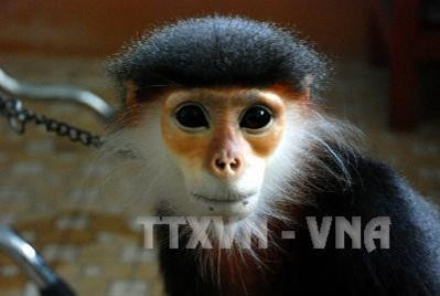 Một cá thể Voọc chà vá chân xám. Ảnh: Đăng Lâm - TTXVN Một cá thể Voọc chà vá chân xám. Ảnh: Đăng Lâm - TTXVN