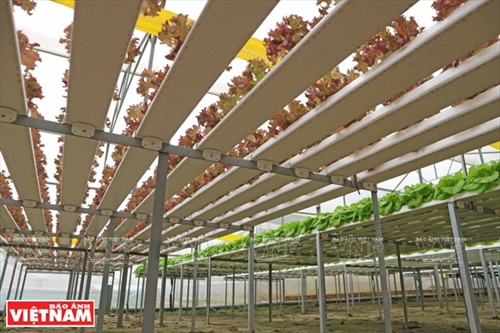 Giàn thủy canh đưa lên cao cách mặt đất khoảng 1m nhìn như những vườn rau trên không