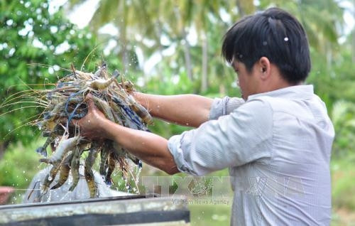 Thương lái cho tôm vào thùng đưa đi tiêu thụ. Thương lái cho tôm vào thùng đưa đi tiêu thụ.
