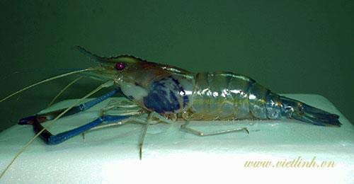 Tôm càng xanh bị đen mang. Ảnh: .vietlinh.vn Tôm càng xanh bị đen mang. Ảnh: .vietlinh.vn