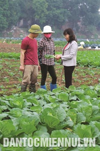 Cán bộ quản lý Hợp tác xã sản xuất, kinh doanh, dịch vụ nông nghiệp xã Văn Đức hướng dẫn bà con nông dân phương pháp phòng trừ sâu bệnh cho cây cải thảo. Ảnh: Nam Sương