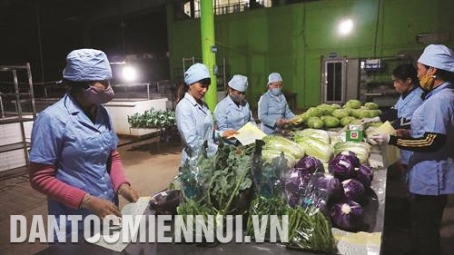 Đóng gói và dán nhãn đảm bảo chất lượng rau an toàn ở Hợp tác xã sản xuất, kinh doanh, dịch vụ nông nghiệp xã Văn Đức. Ảnh: Nam Sương