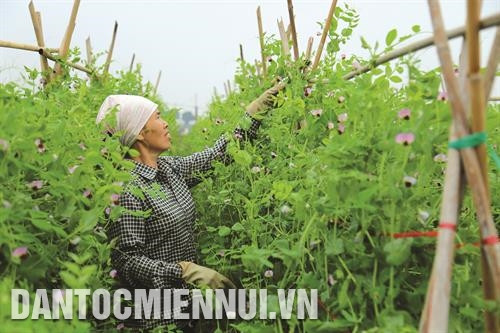 Sản xuất rau an toàn mang lại thu nhập cao cho bà con nông dân. Ảnh: Nam Sương