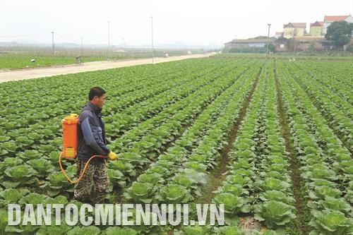 Nhờ tập trung đầu tư, phát triển trồng rau an toàn và thực hiện nghiêm ngặt quy trình sản xuất nên từ nhiều năm nay, rau an toàn của huyện Gia Lâm đã tạo dựng được thương hiệu. Ảnh: Nam Sương