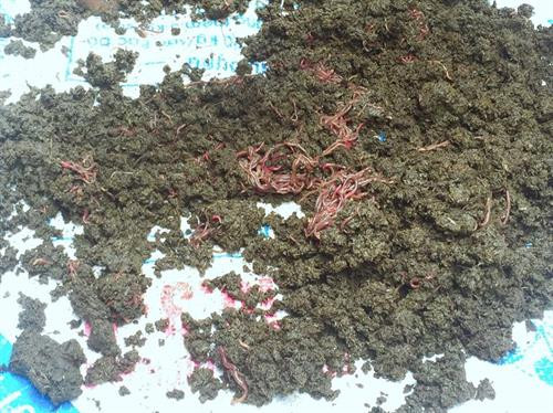 Mô hình nuôi giun quế không những tiết kiệm thời gian mà còn mang lại hiệu quả kinh tế cao từ việc tận dụng phân gia súc bón cây trồng. Ảnh : nganhamedia.vn Mô hình nuôi giun quế không những tiết kiệm thời gian mà còn mang lại hiệu quả kinh tế cao từ việc tận dụng phân gia súc bón cây trồng. Ảnh : nganhamedia.vn