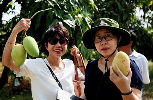 Xoài cát Hòa Lộc VietGAP được người tiêu dùng ưa chuộng vì sản phẩm sạch, an toàn, giá cả bình ổn. Ảnh: Hồng Đạt - TTXVN Xoài cát Hòa Lộc VietGAP được người tiêu dùng ưa chuộng vì sản phẩm sạch, an toàn, giá cả bình ổn. Ảnh: Hồng Đạt - TTXVN