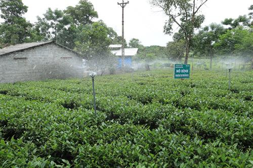 Bí thư Thành ủy Hà Nội Hoàng Trung Hải thăm mô hình trồng và chế biến chè tại xã Ba Trại, huyện Ba Vì (Hà Nội). Ảnh: Hoàng Hà Xã Ba Trại, huyện Ba Vì (Hà Nội) hiện có 461 ha chè, trong đó có 40 ha đạt tiêu chuẩn VietGAP. Ảnh: Hoàng Hà Bí thư Thành ủy Hà Nội Hoàng Trung Hải trao đổi với bà con nông dân trồng chè ở xã Ba Trại, huyện Ba Vì (Hà Nội). Ảnh: Hoàng Hà