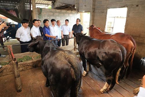 Bí thư Thành ủy Hà Nội Hoàng Trung Hải thăm mô hình chăn nuôi bò BBB của gia đình anh Vũ Kim Tuyền ở xã Thuần Mỹ, huyện Ba Vì, Hà Nội. Vừa qua, gia đình xuất bán 20 con bò thịt thu về gần 1 tỷ đồng, lợi nhuận bình quân 15 triệu đồng/con. Ảnh: Hoàng Hà