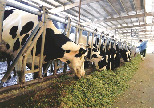 Trang trại bò sữa và đồng cỏ công nghệ cao Ba Vì, xã Vân Hòa, huyện Ba Vì mỗi tháng cung cấp cho thị trường Hà Nội hàng chục tấn sữa bò tươi đảm bảo an toàn, chất lượng