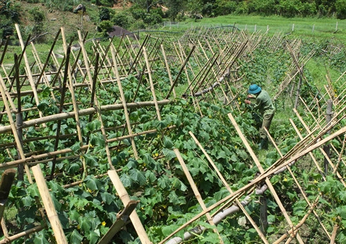 Mô hình trồng dưa leo với giống bản địa đặc trưng của người Thái được triển khai tại xã Hữu Kiệm phát triển tốt, cho năng suất và giá thành ổn định. Mô hình trồng dưa leo với giống bản địa đặc trưng của người Thái được triển khai tại xã Hữu Kiệm phát triển tốt, cho năng suất và giá thành ổn định.