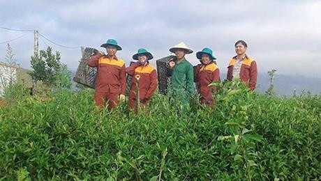 Công nhân Công ty TNHH Bảo gia Việt chăm sóc rau rừng. Ảnh: danviet.vn