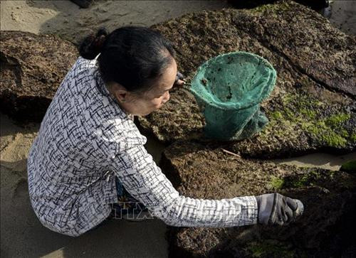 Bà Phạm Thị Đậu (người dân làng chài Nam Ô) thu hái mứt biển (rong biển). Ảnh: Văn Dũng - TTXVN