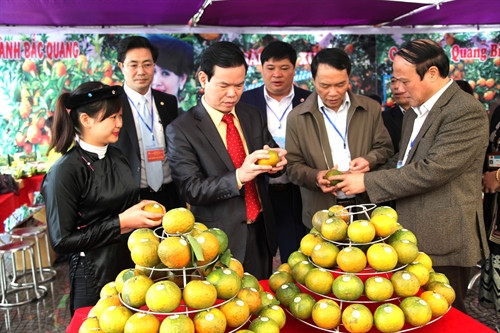 Các đại biểu xem các sản phẩm cam sành Hà Giang. Ảnh: Minh Tâm-TTXVN. Các đại biểu xem các sản phẩm cam sành Hà Giang. Ảnh: Minh Tâm-TTXVN.