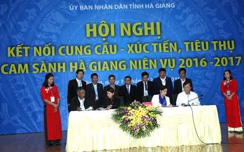 Các doanh nghiệp tiêu thụ sản phẩm lớn của các tỉnh thành, phố ký kết hợp đồng tiêu thụ sản phẩm cam sành Hà Giang với các hợp tác xã sản xuất cam sành Hà Giang niên vụ 2016-2017. Ảnh: Minh Tâm-TTXVN. Các doanh nghiệp tiêu thụ sản phẩm lớn của các tỉnh thành, phố ký kết hợp đồng tiêu thụ sản phẩm cam sành Hà Giang với các hợp tác xã sản xuất cam sành Hà Giang niên vụ 2016-2017. Ảnh: Minh Tâm-TTXVN.