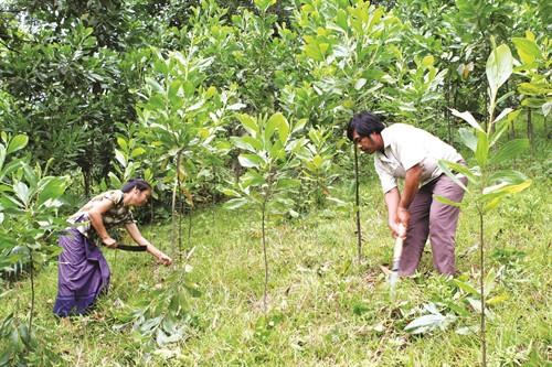 Trong 3 năm đầu, rừng keo cần được chăm sóc cẩn thận