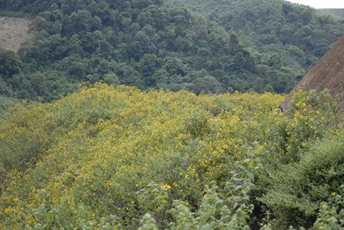 Xen giữa những vùng đồi núi rộng lớn, hoa dã quỳ nở rộ tạo nên bức tranh đầy màu sắc. Ảnh: Lê Hữu Quyết – TTXVN Xen giữa những vùng đồi núi rộng lớn, hoa dã quỳ nở rộ tạo nên bức tranh đầy màu sắc. Ảnh: Lê Hữu Quyết – TTXVN