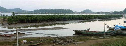 Tỉnh Nghệ An hiện có gần 800 ha rừng ngâp mặn ở các huyện. Ảnh: Thanh Tùng/TTXVN Tỉnh Nghệ An hiện có gần 800 ha rừng ngâp mặn ở các huyện. Ảnh: Thanh Tùng/TTXVN