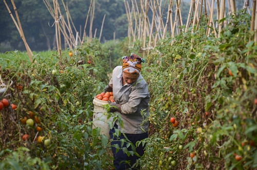 Nông dân Pom Lót thu hoạch cà chua. Nông dân Pom Lót thu hoạch cà chua.