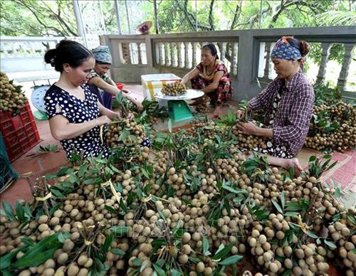 Phân loại, đóng gói sản phẩm nhãn để xuất khẩu tại Hợp tác xã Nễ Châu, xã Hồng Nam, thành phố Hưng Yên. Ảnh (tư liệu): Vũ Sinh – TTXVN Phân loại, đóng gói sản phẩm nhãn để xuất khẩu tại Hợp tác xã Nễ Châu, xã Hồng Nam, thành phố Hưng Yên. Ảnh (tư liệu): Vũ Sinh – TTXVN