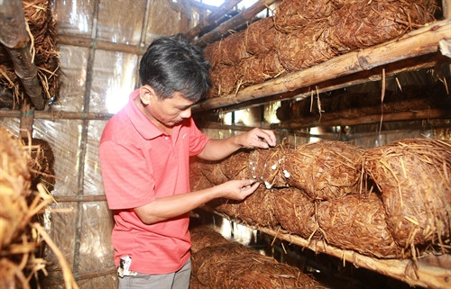 Chăm sóc nấm rơm tại hộ gia đình ở xã Phú Lương. Chăm sóc nấm rơm tại hộ gia đình ở xã Phú Lương.
