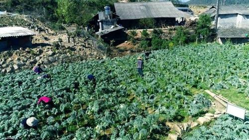 Vườn actiso nhà Má A Sung đang tất bật thu hoạch lá. Ảnh: nhandan.com.vn Vườn actiso nhà Má A Sung đang tất bật thu hoạch lá. Ảnh: nhandan.com.vn