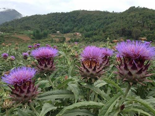 Vườn hoa actiso nở rộ vào tháng 5-7, là điểm du lịch rất hấp dẫn du khách. Ảnh: nhandan.com.vn Vườn hoa actiso nở rộ vào tháng 5-7, là điểm du lịch rất hấp dẫn du khách. Ảnh: nhandan.com.vn