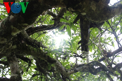 Có những cây chè cổ thụ cao hơn 3 mét, tán lá xum xuê Có những cây chè cổ thụ cao hơn 3 mét, tán lá xum xuê