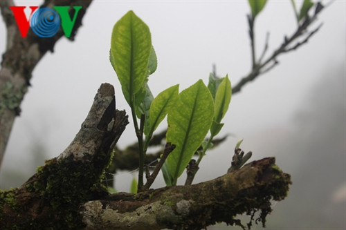Chăm sóc tốt những cây chè cổ thụ, trồng thêm nhiều chè Shan tuyết, đời sống bà con ngày càng ổn định Chăm sóc tốt những cây chè cổ thụ, trồng thêm nhiều chè Shan tuyết, đời sống bà con ngày càng ổn định