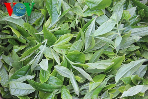 Ngay từ khi búp chè còn non đã có thể bán với giá từ 40-70 ngàn đồng/kg, cao gấp 10 lần so với chè tươi vùng khác Ngay từ khi búp chè còn non đã có thể bán với giá từ 40-70 ngàn đồng/kg, cao gấp 10 lần so với chè tươi vùng khác
