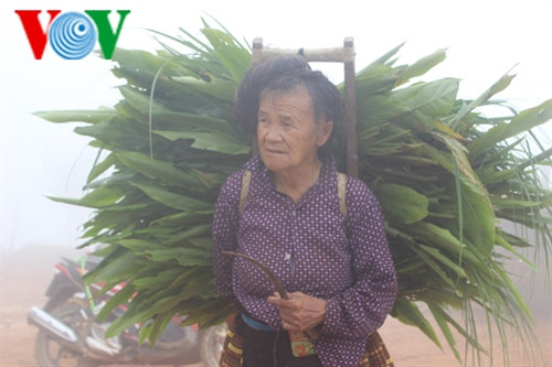 Theo người cao tuổi trong bản, những cây chè cổ thụ này đã có từ 3 đời trước Theo người cao tuổi trong bản, những cây chè cổ thụ này đã có từ 3 đời trước