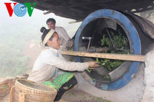 Tiếp đến, quay cho lồng sắt nóng đều, rồi cho những búp chè tươi vừa hái được vào Tiếp đến, quay cho lồng sắt nóng đều, rồi cho những búp chè tươi vừa hái được vào