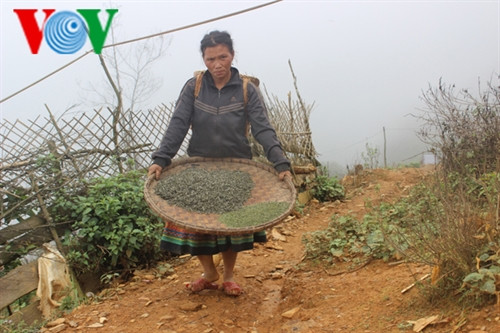 Thành phẩm sẽ được bán với giá từ 200-700 ngàn/kg Thành phẩm sẽ được bán với giá từ 200-700 ngàn/kg