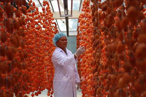 Quả hồng được treo bằng dây, cách nhau khoảng 20 - 25cm để làn gió tự nhiên sấy khô dần. Sau 20 -25 ngày, quả sẽ co dần do mất nước nhưng vẫn giữ lại được lượng đường bên trong. Gặp lúc thời tiết đẹp thì 6 kg quả tươi cho ra 1kg quả khô. Ảnh: Đặng Tuấn – TTXVN Quả hồng được treo bằng dây, cách nhau khoảng 20 - 25cm để làn gió tự nhiên sấy khô dần. Sau 20 -25 ngày, quả sẽ co dần do mất nước nhưng vẫn giữ lại được lượng đường bên trong. Gặp lúc thời tiết đẹp thì 6 kg quả tươi cho ra 1kg quả khô. Ảnh: Đặng Tuấn – TTXVN