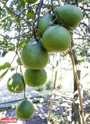 Bưởi ngọt trên cù lao Tân Triều ảnh 5