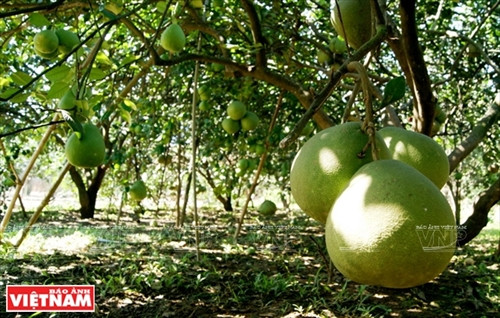 Bưởi ngọt trên cù lao Tân Triều ảnh 1
