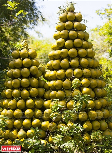 Bưởi ngọt trên cù lao Tân Triều ảnh 11