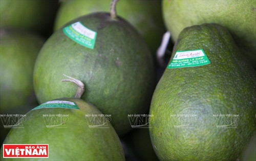 Bưởi ngọt trên cù lao Tân Triều ảnh 7