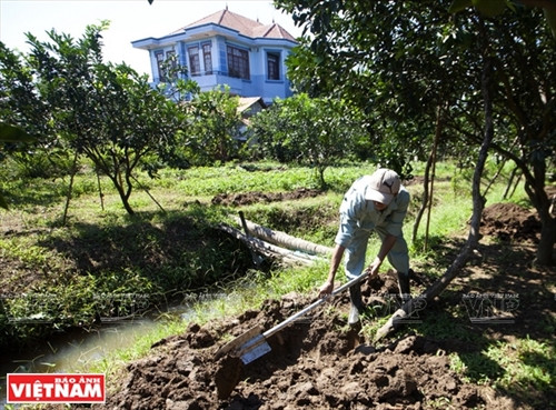 Bưởi ngọt trên cù lao Tân Triều ảnh 2