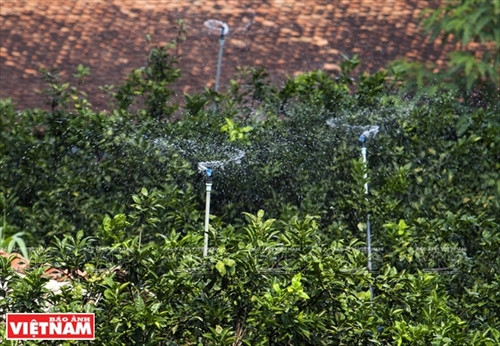 Bưởi ngọt trên cù lao Tân Triều ảnh 3