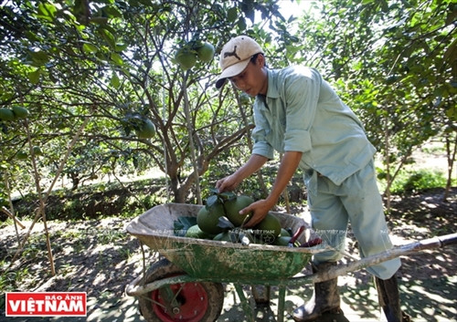 Bưởi ngọt trên cù lao Tân Triều ảnh 4
