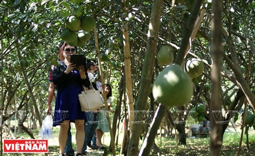 Bưởi ngọt trên cù lao Tân Triều ảnh 10
