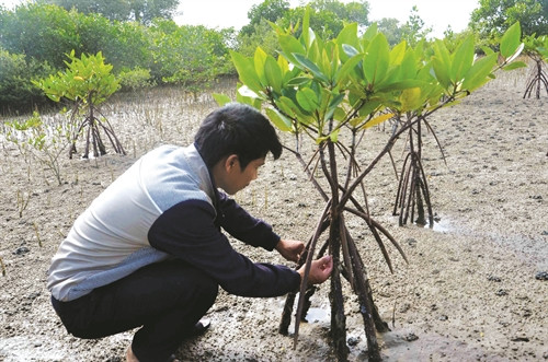 Thời điểm trồng đước tốt nhất là từ tháng 7 đến tháng 9, khi thủy triều rút