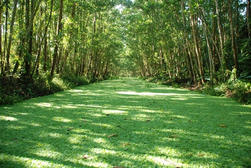 Khu bảo tồn thiên nhiên đất ngập nước Lung Ngọc Hoàng cần được bảo vệ ảnh 2 Khu bảo tồn thiên nhiên đất ngập nước Lung Ngọc Hoàng cần được bảo vệ ảnh 2